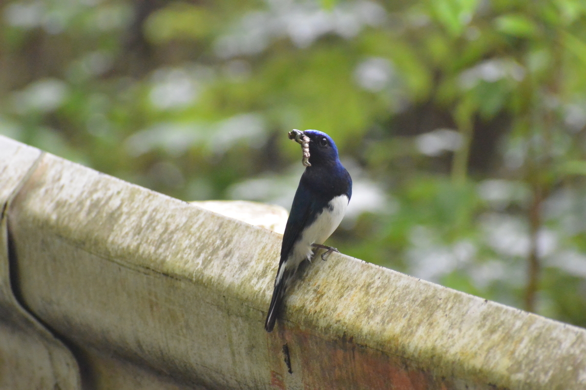 ジィちゃんと探鳥・丹沢＆八王子城跡の野鳥/2019-6-8、ムスメと