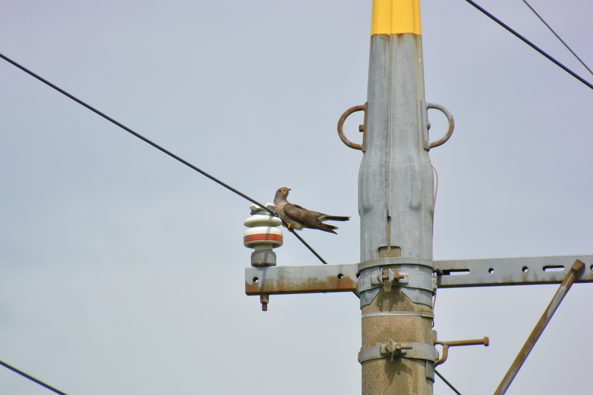 f:id:doshiroutobirder:20190721164615j:plain f:id:doshiroutobirder:20190721164615j:plain