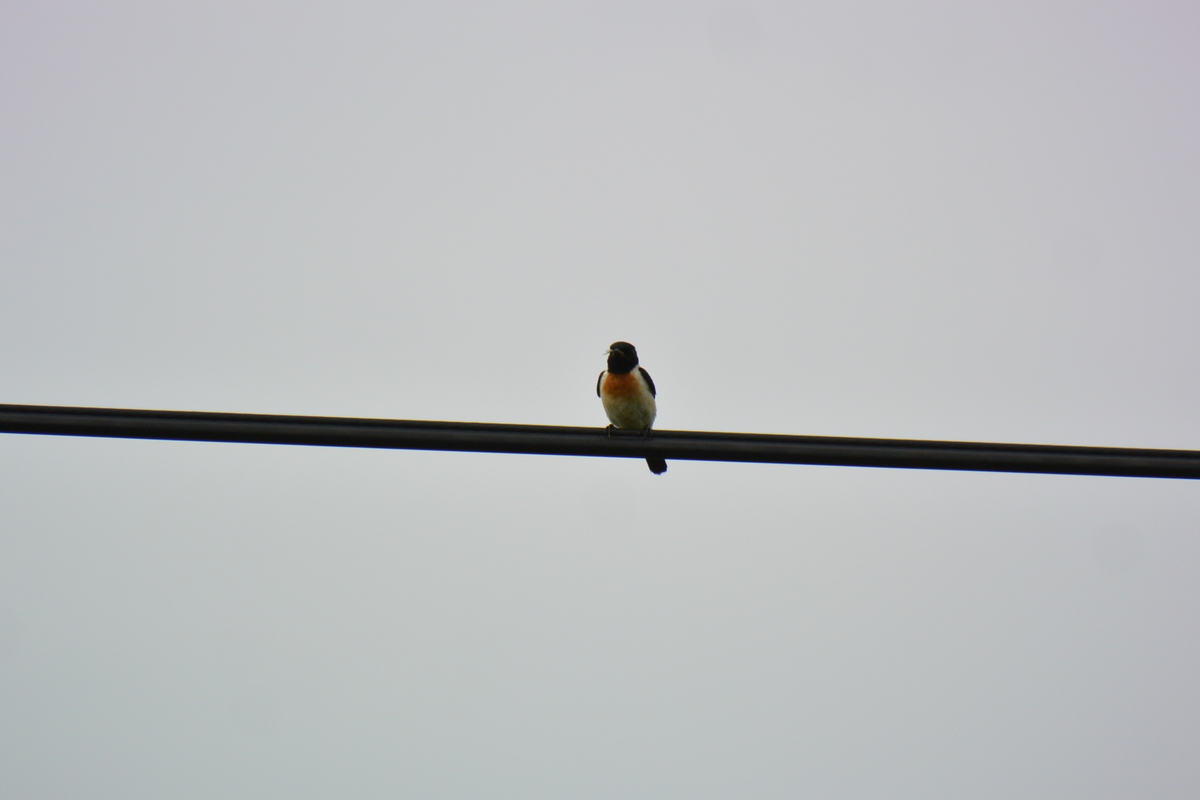 f:id:doshiroutobirder:20190721165416j:plain f:id:doshiroutobirder:20190721165416j:plain