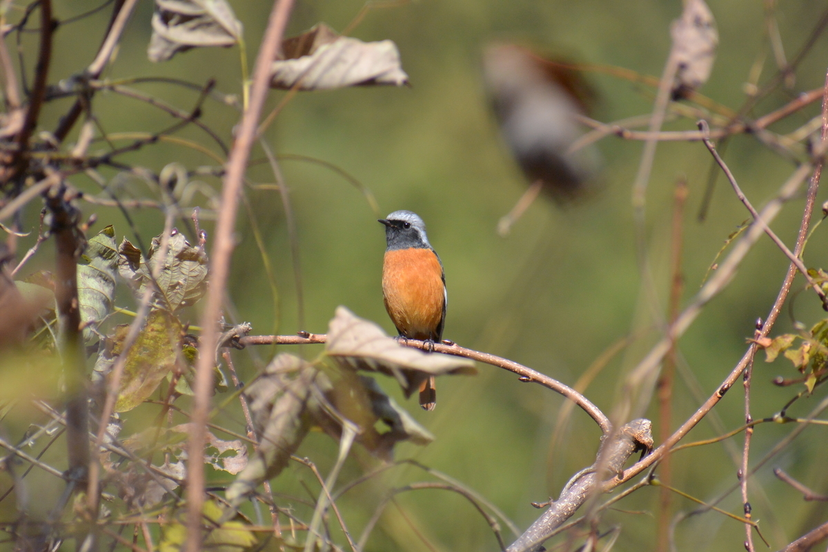 f:id:doshiroutobirder:20191215202051j:plain f:id:doshiroutobirder:20191215202051j:plain