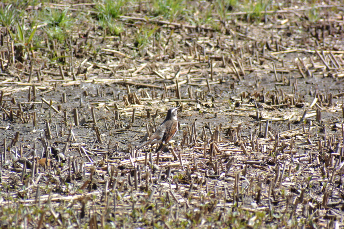 f:id:doshiroutobirder:20210315175302j:plain