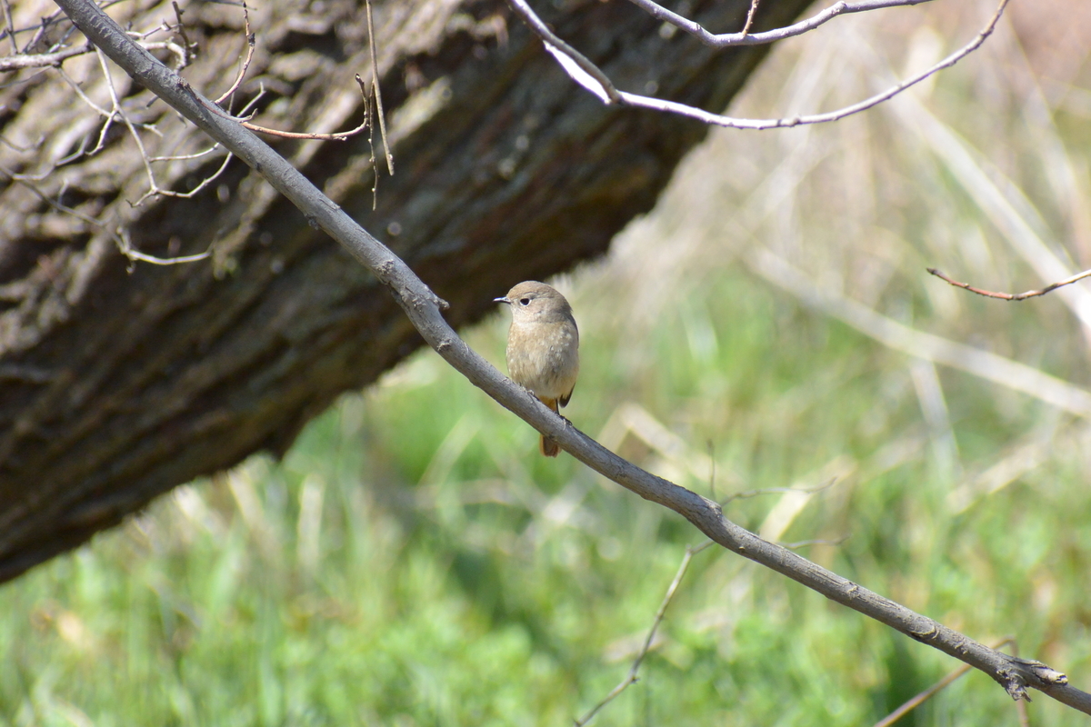 f:id:doshiroutobirder:20210315175903j:plain