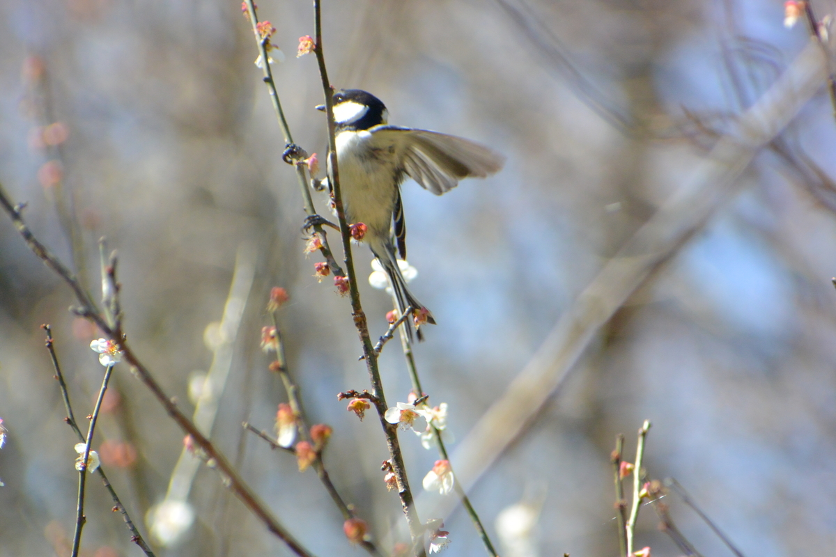 f:id:doshiroutobirder:20210315180217j:plain