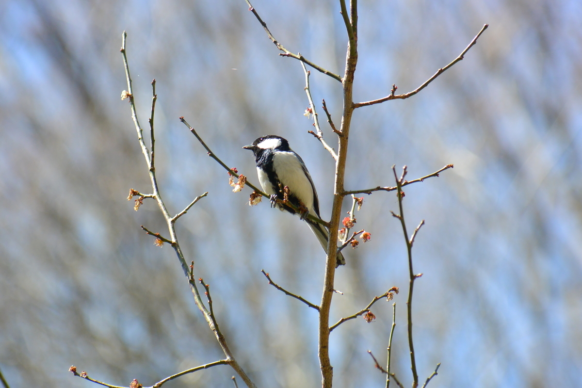 f:id:doshiroutobirder:20210315180255j:plain