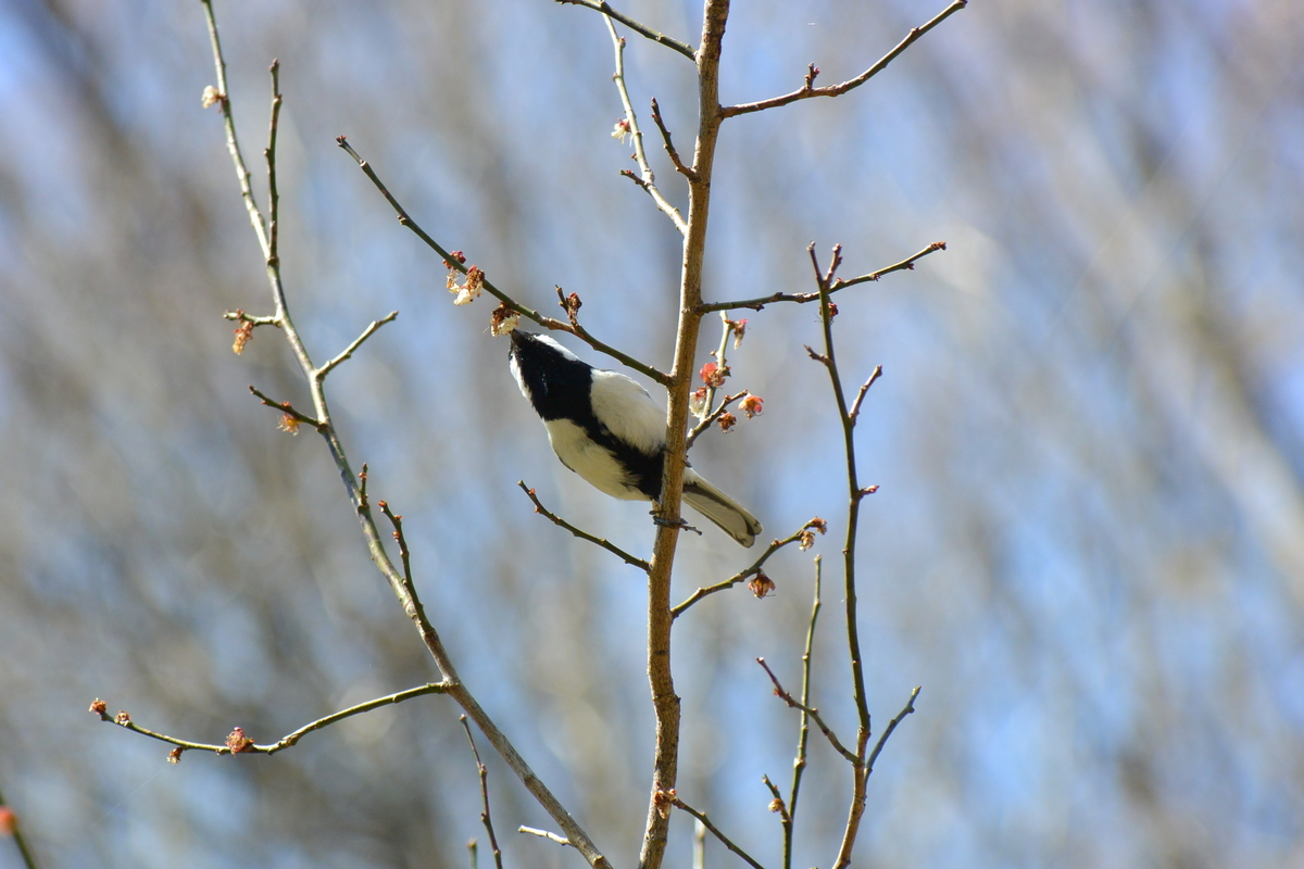 f:id:doshiroutobirder:20210315180322j:plain