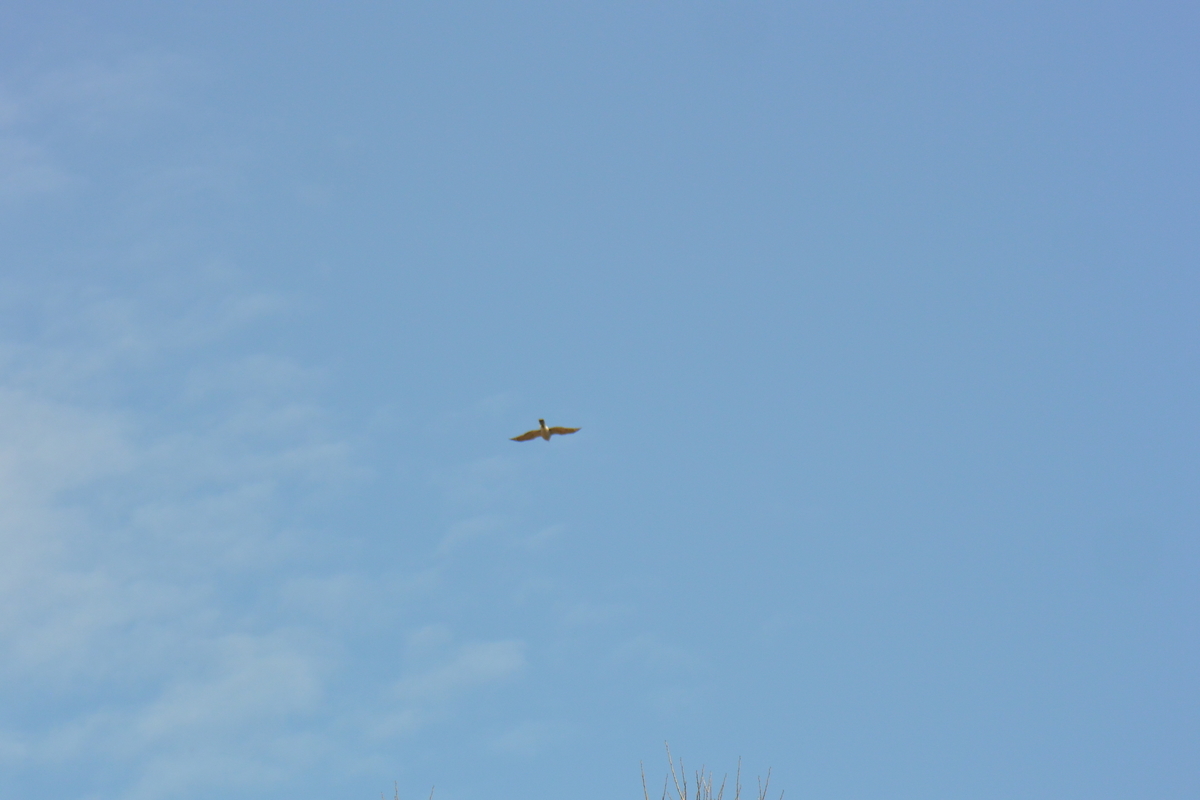 f:id:doshiroutobirder:20210315180458j:plain