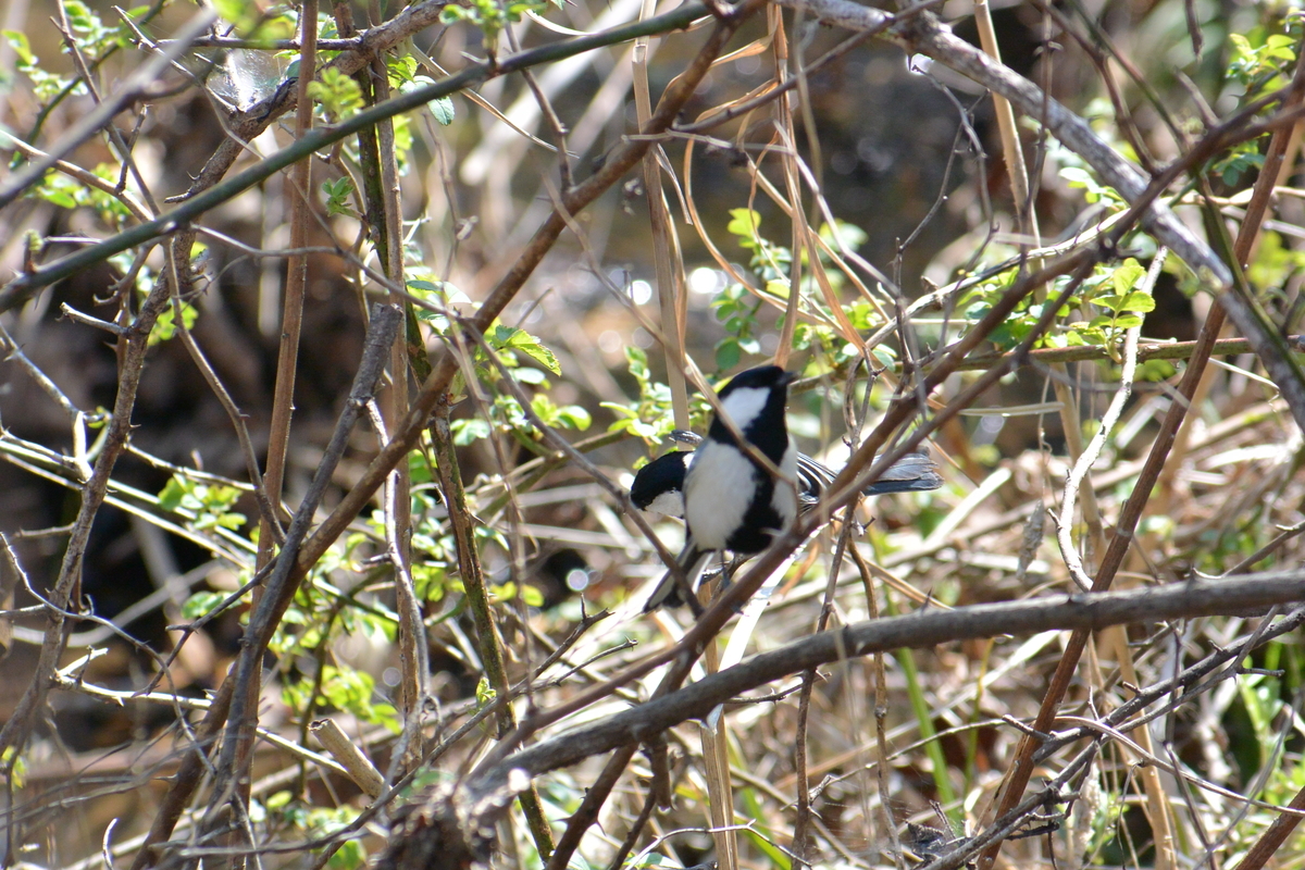 f:id:doshiroutobirder:20210315180646j:plain