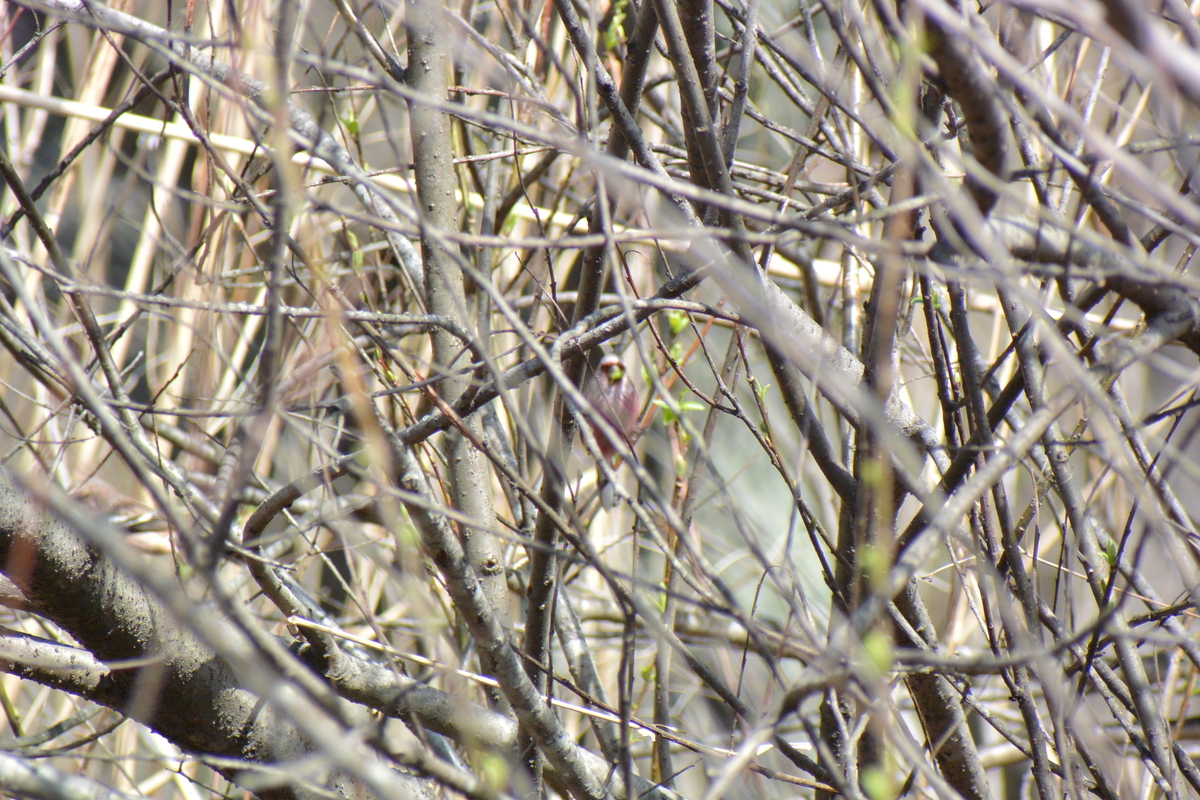 f:id:doshiroutobirder:20210315180854j:plain