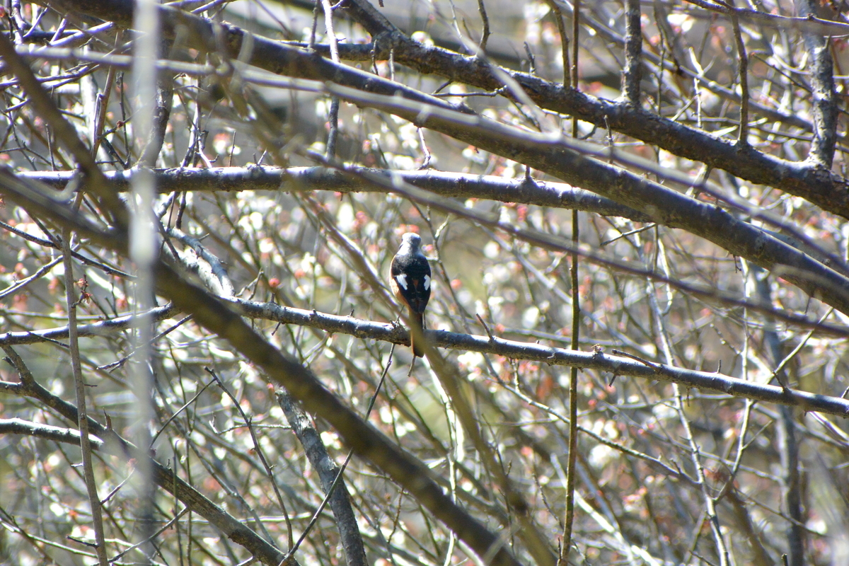 f:id:doshiroutobirder:20210315180951j:plain