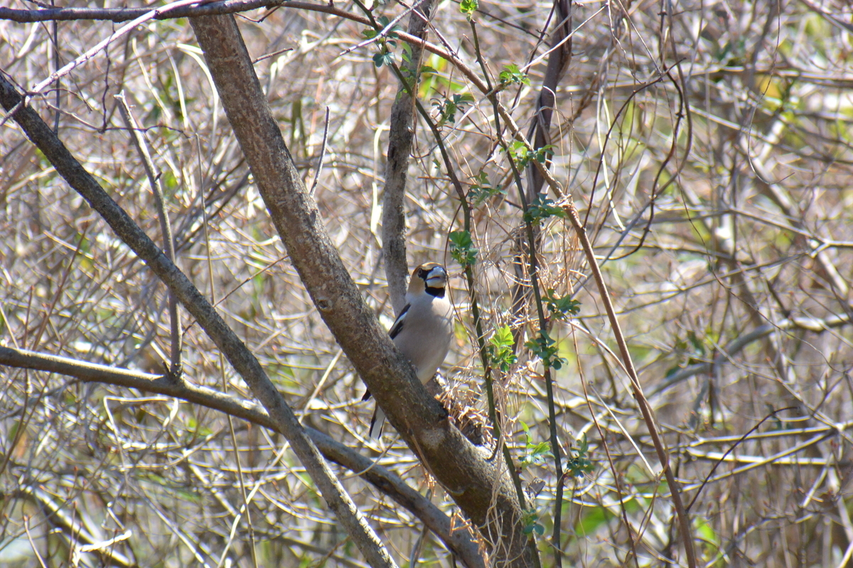 f:id:doshiroutobirder:20210315181038j:plain