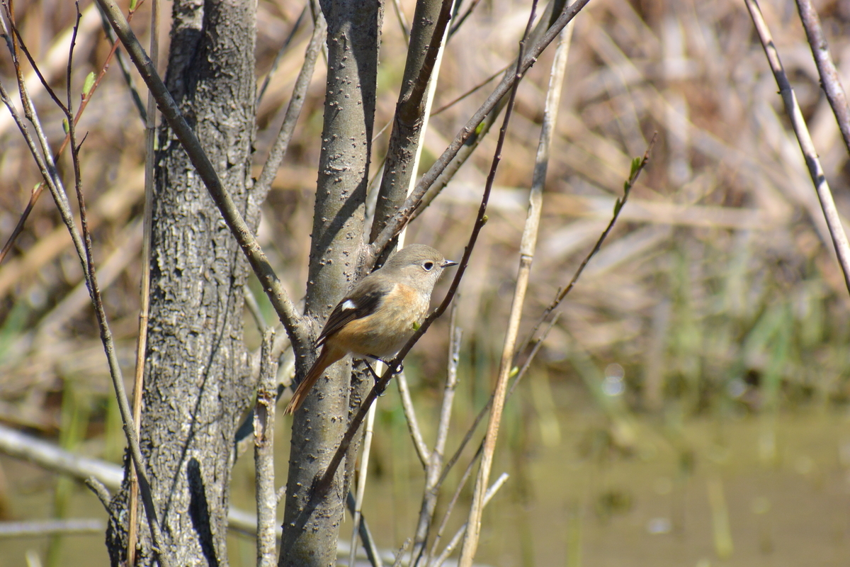 f:id:doshiroutobirder:20210315181201j:plain