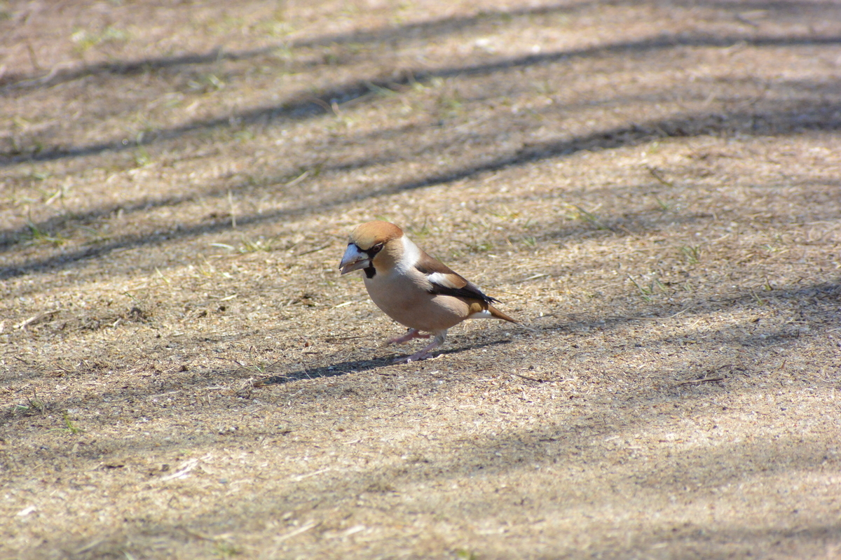 f:id:doshiroutobirder:20210315181301j:plain