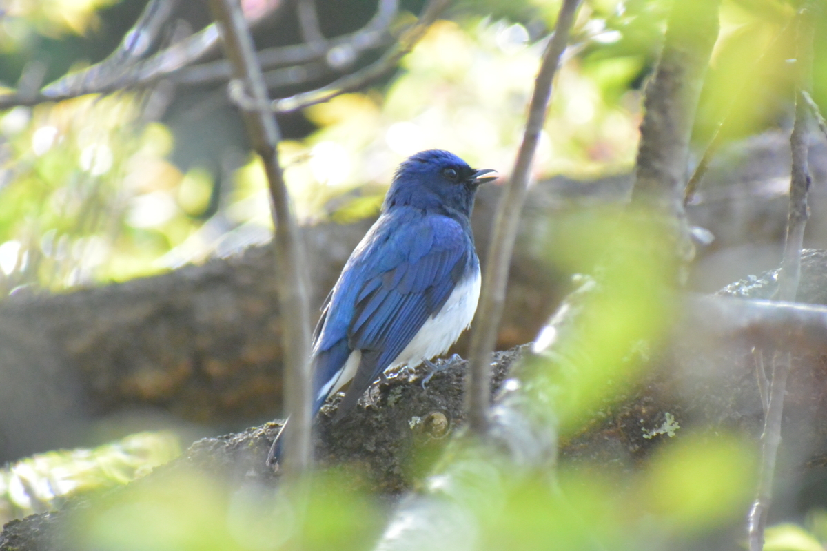 f:id:doshiroutobirder:20210419170620j:plain