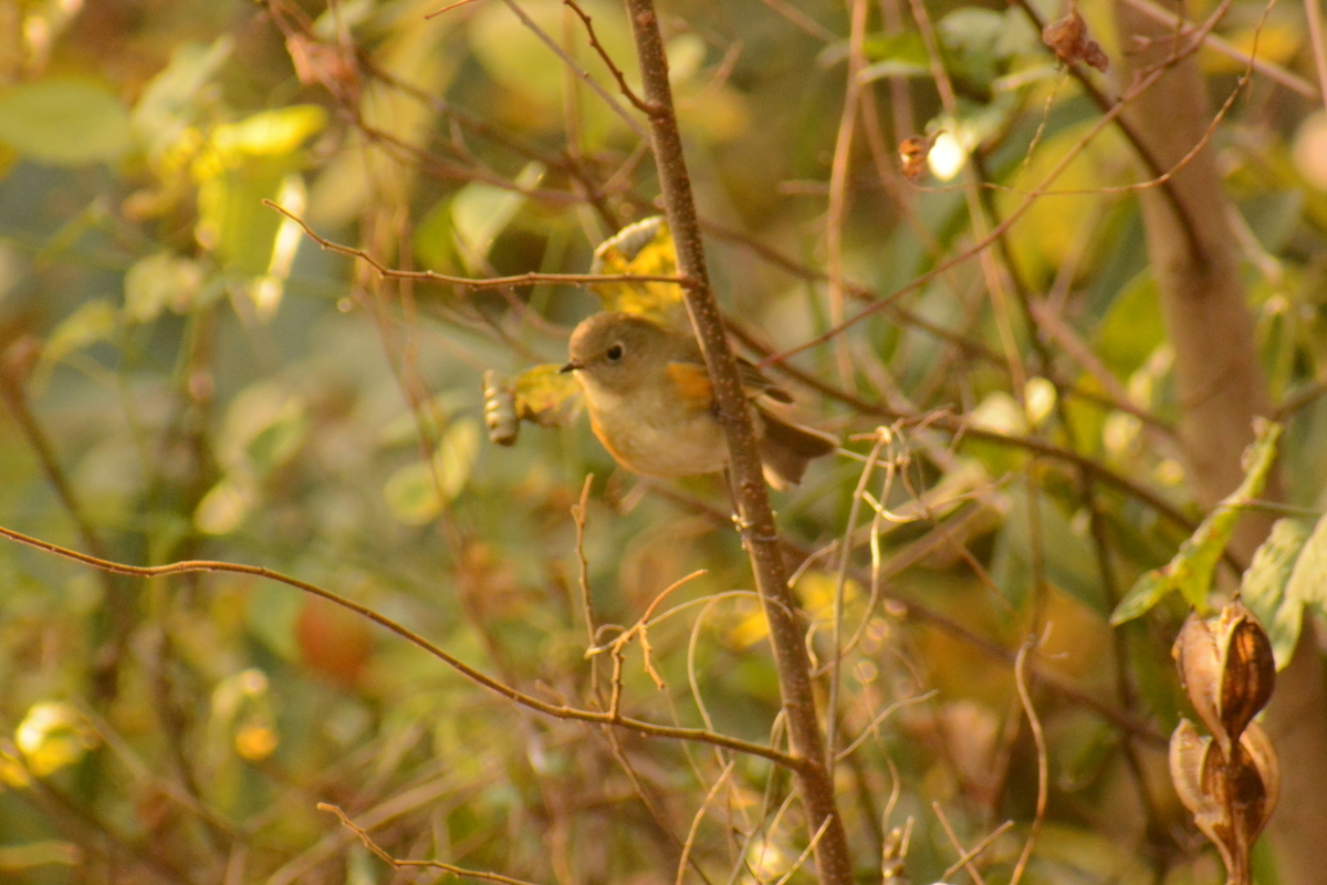 f:id:doshiroutobirder:20220103193327j:plain