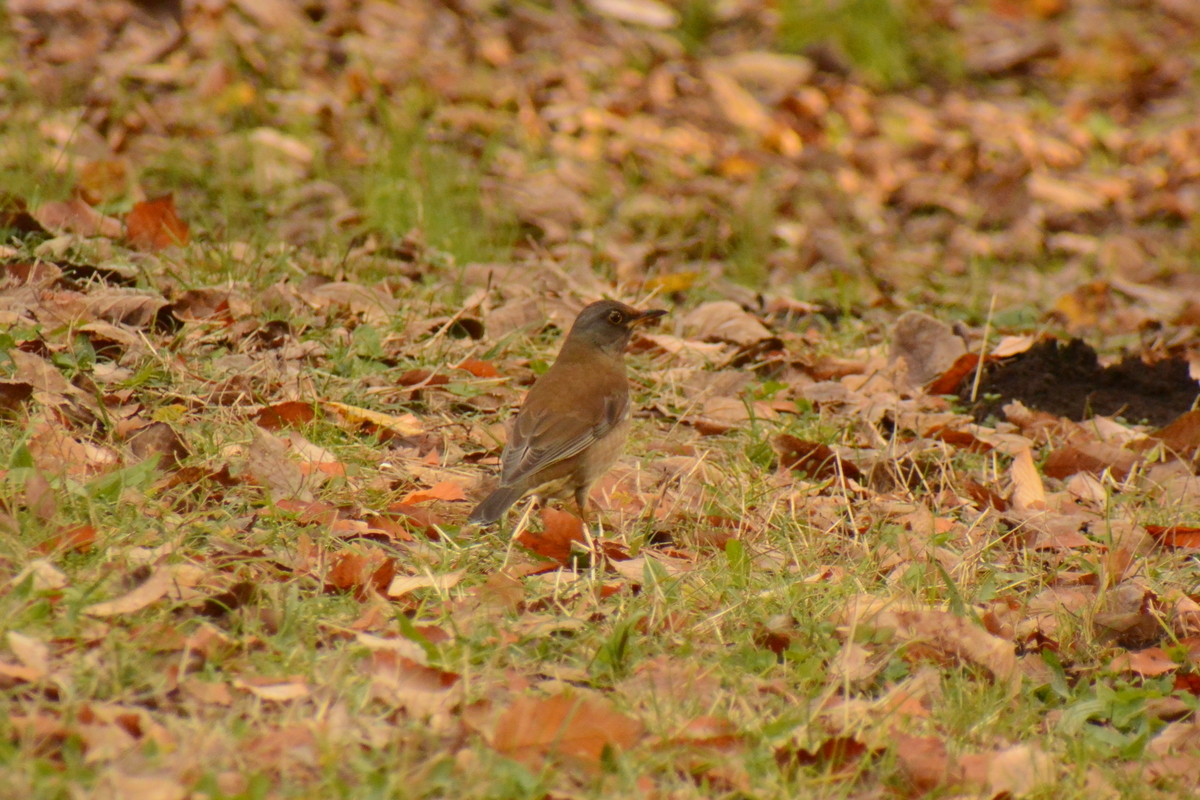 f:id:doshiroutobirder:20220103193456j:plain