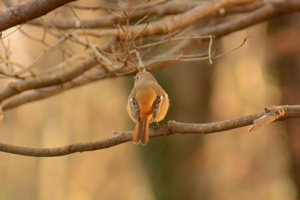 f:id:doshiroutobirder:20220103193715j:plain