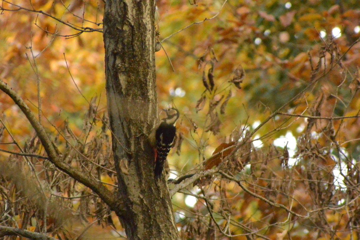 f:id:doshiroutobirder:20220103200756j:plain