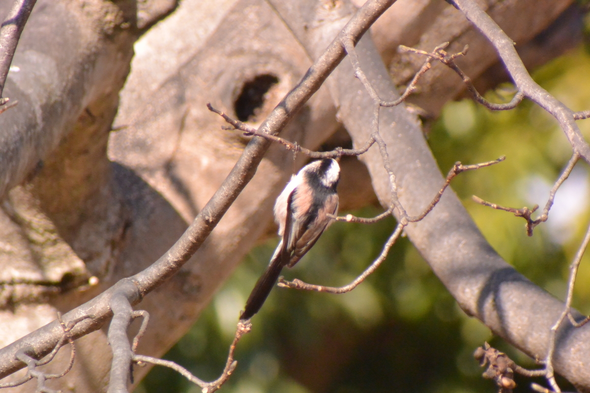 f:id:doshiroutobirder:20220103201819j:plain