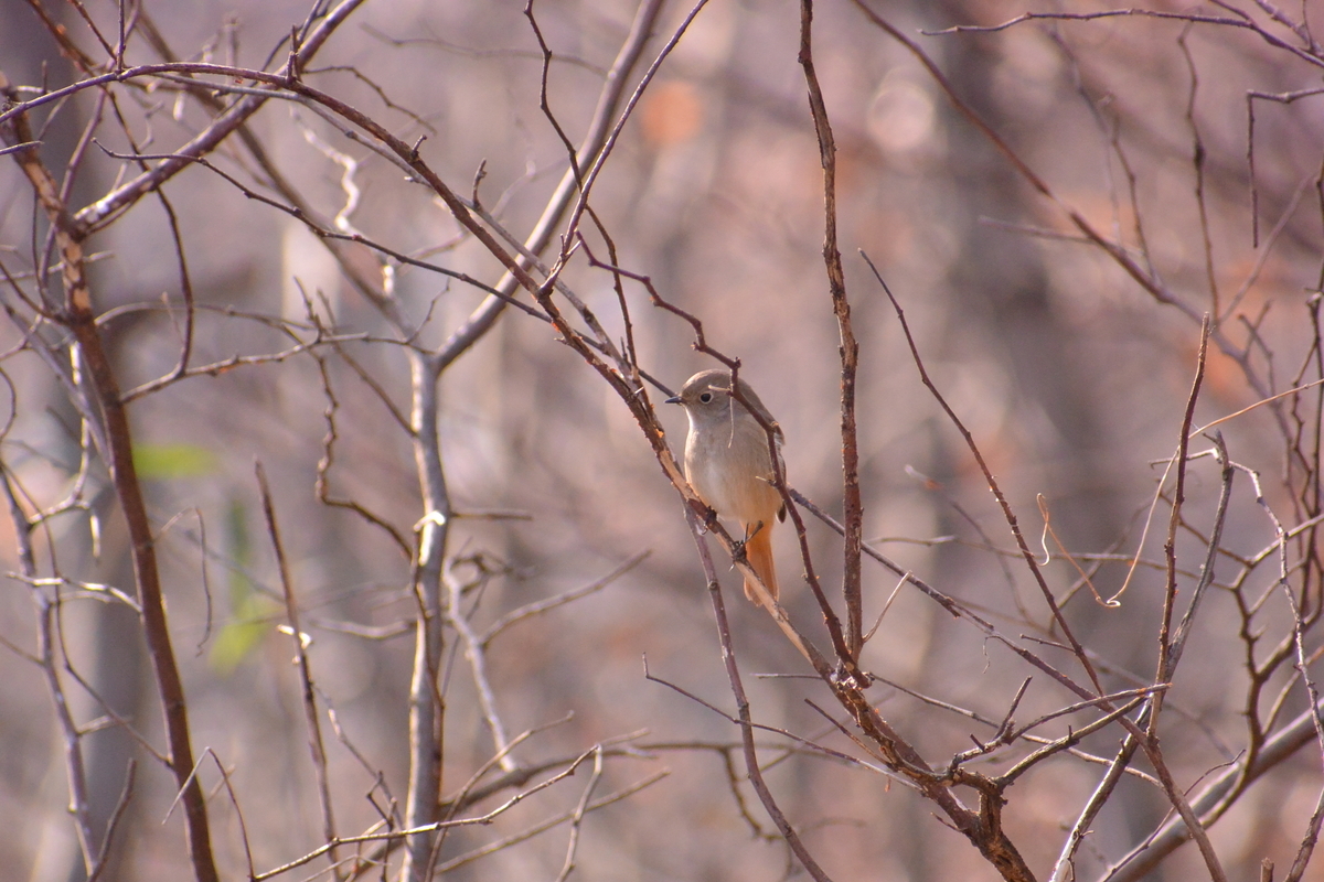 f:id:doshiroutobirder:20220103202214j:plain