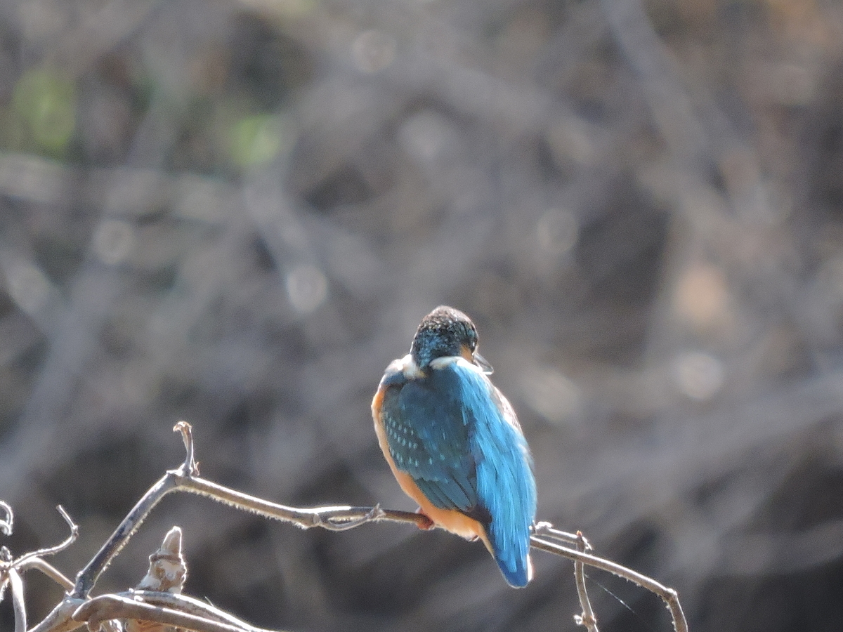 f:id:doshiroutobirder:20220103202417j:plain