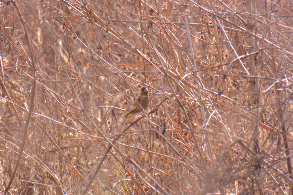 f:id:doshiroutobirder:20220103203018j:plain