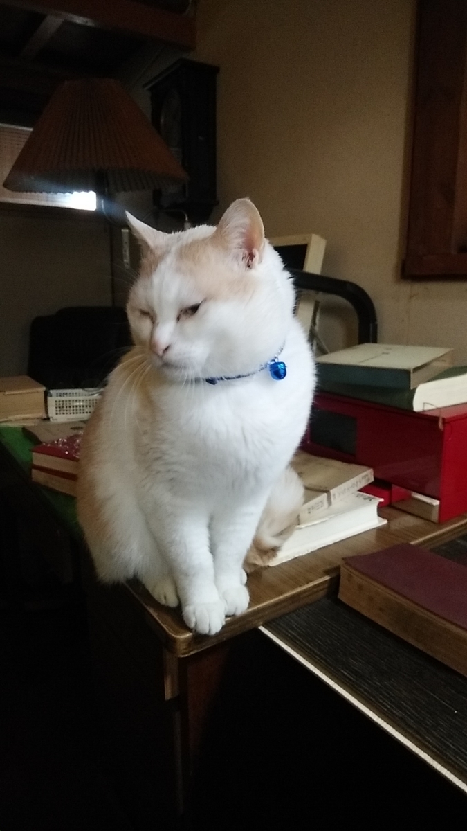 f:id:dotadotayocchan:20200515130655j:plain