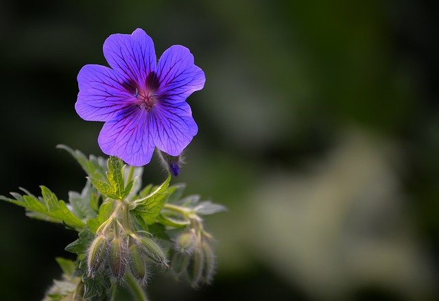 f:id:dotadotayocchan:20200601172224j:plain