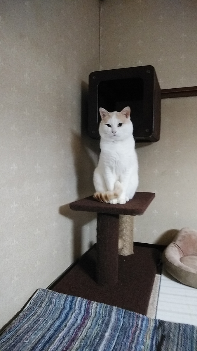 f:id:dotadotayocchan:20210112175619j:plain