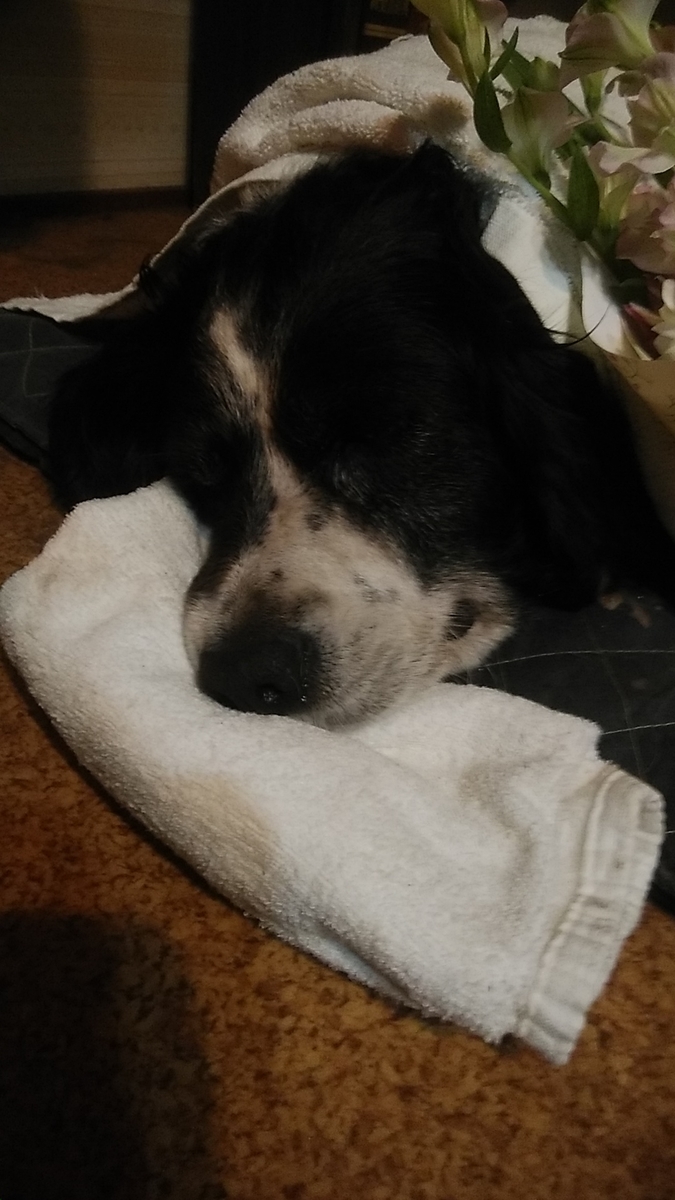 f:id:dotadotayocchan:20210604173354j:plain