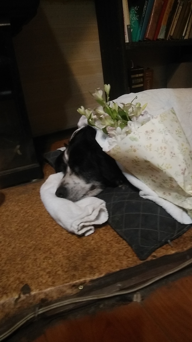 f:id:dotadotayocchan:20210610154903j:plain