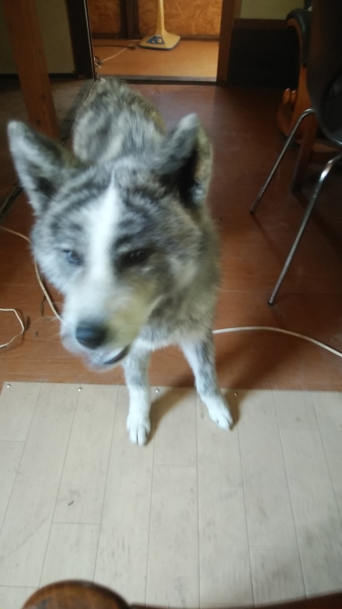 f:id:dotadotayocchan:20210804111028j:plain