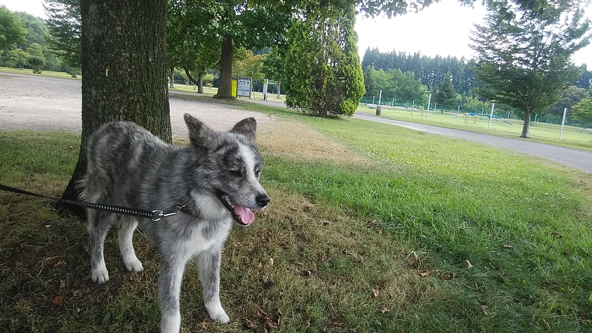 f:id:dotadotayocchan:20210804162522j:plain