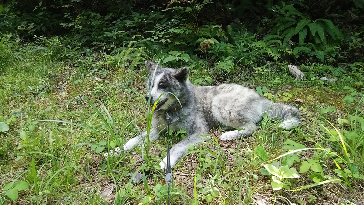 f:id:dotadotayocchan:20210821102344j:plain