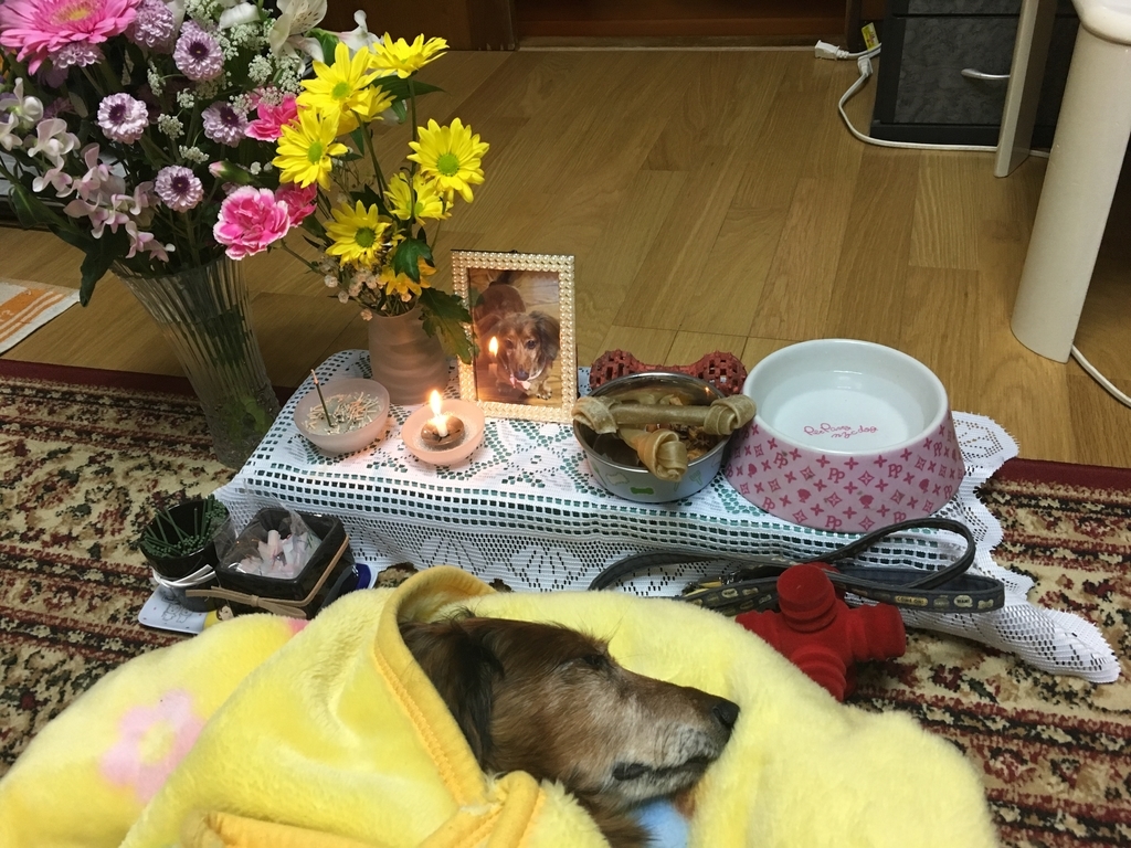 f:id:dottimo_kottimo:20190217191622j:plain f:id:dottimo_kottimo:20190217191622j:plain