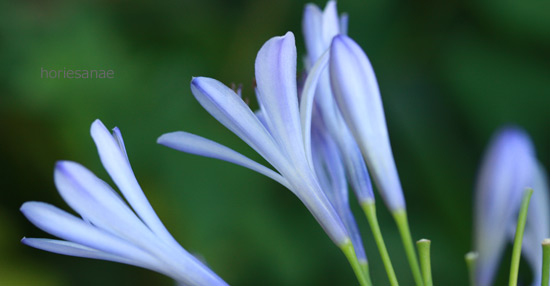 2016/09/07 blog photo by horiesanae 2016/09/07 blog photo by horiesanae