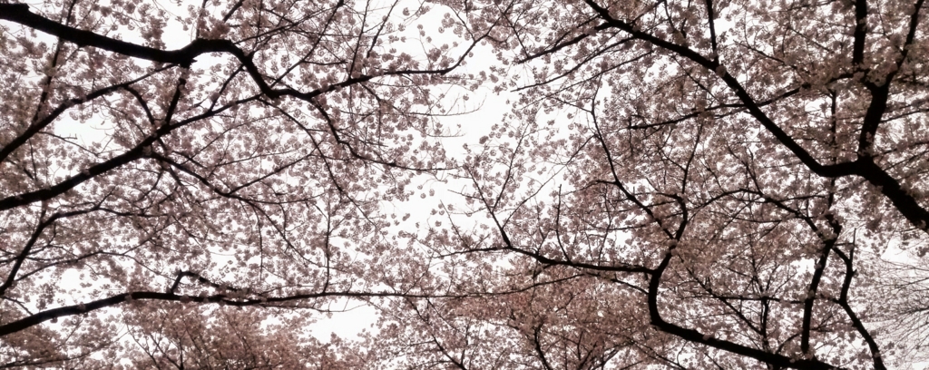 f:id:dotzdotz:20170413173221j:plain
