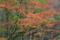 20091025154245