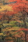 20091026113821