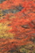 20091026120034
