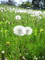 タンポポ