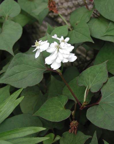 f:id:doublet:20060704122638j:image