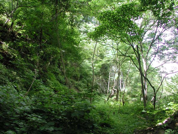 f:id:doublet:20060731181704j:image