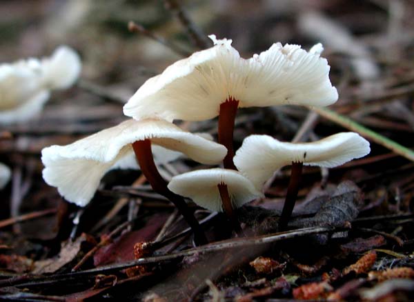 f:id:doublet:20060802103509j:image