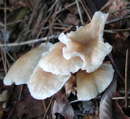 f:id:doublet:20060802103533j:image