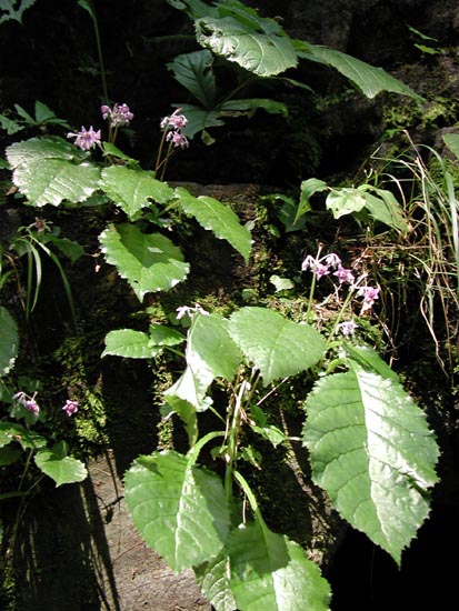 f:id:doublet:20060807183720j:image