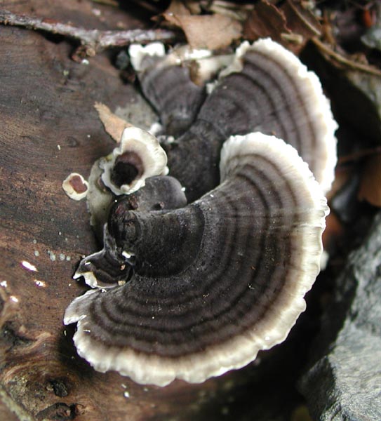 f:id:doublet:20060809125501j:image f:id:doublet:20060809125501j:image