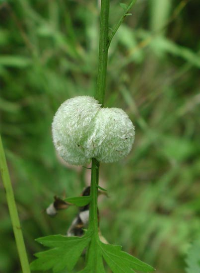 f:id:doublet:20060821123952j:image