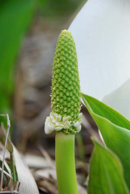 f:id:doublet:20070505174022j:image