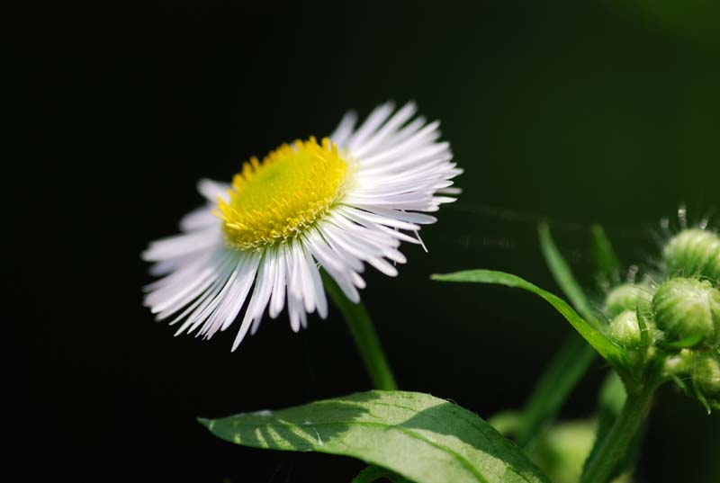 f:id:doublet:20070614124311j:image f:id:doublet:20070614124311j:image