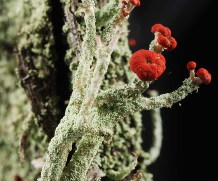 f:id:doublet:20070703004452j:image f:id:doublet:20070703004452j:image